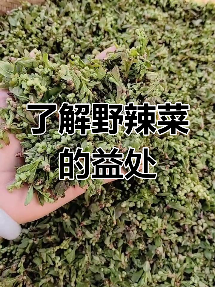 野辣菜的营养与健康功效,了解一下