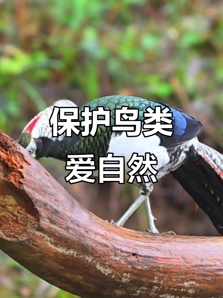 爱鸟护鸟,从白腹锦鸡的叫声开始