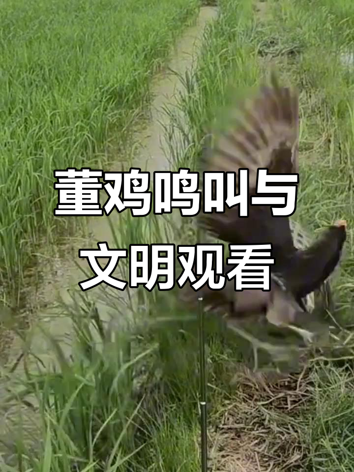 董鸡叫声大赏，文明拍摄从我做起