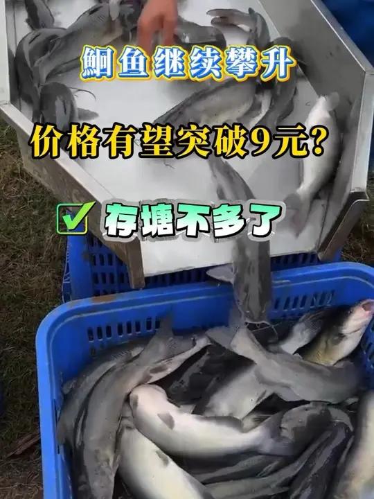 鮰鱼存塘锐减推动标鱼向9元冲刺,养殖户惜售心态浓厚