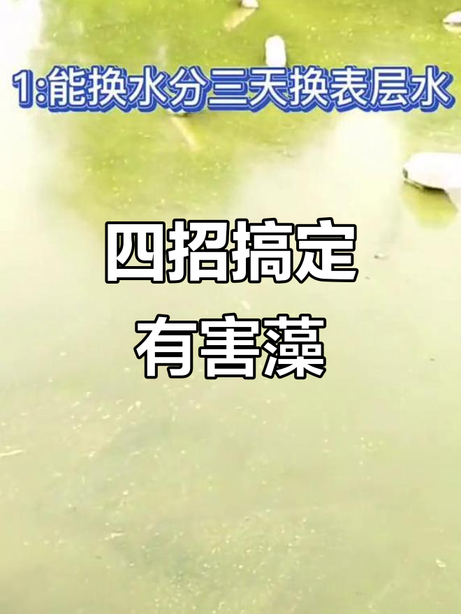 养殖南美白对虾时如何应对有害藻类?四招轻松解决