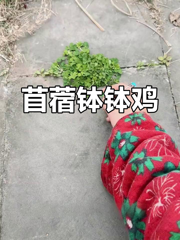 苜蓿钵钵鸡,粉嫩诱人,口感独特!