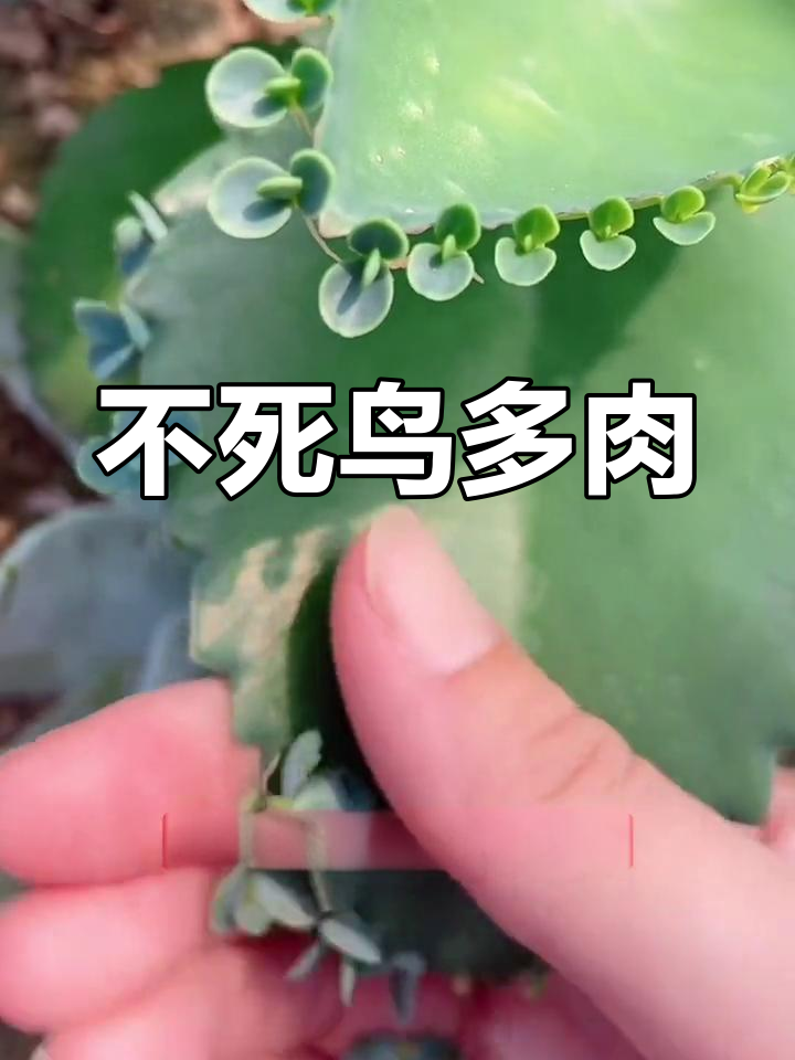 落地生根的多肉植物