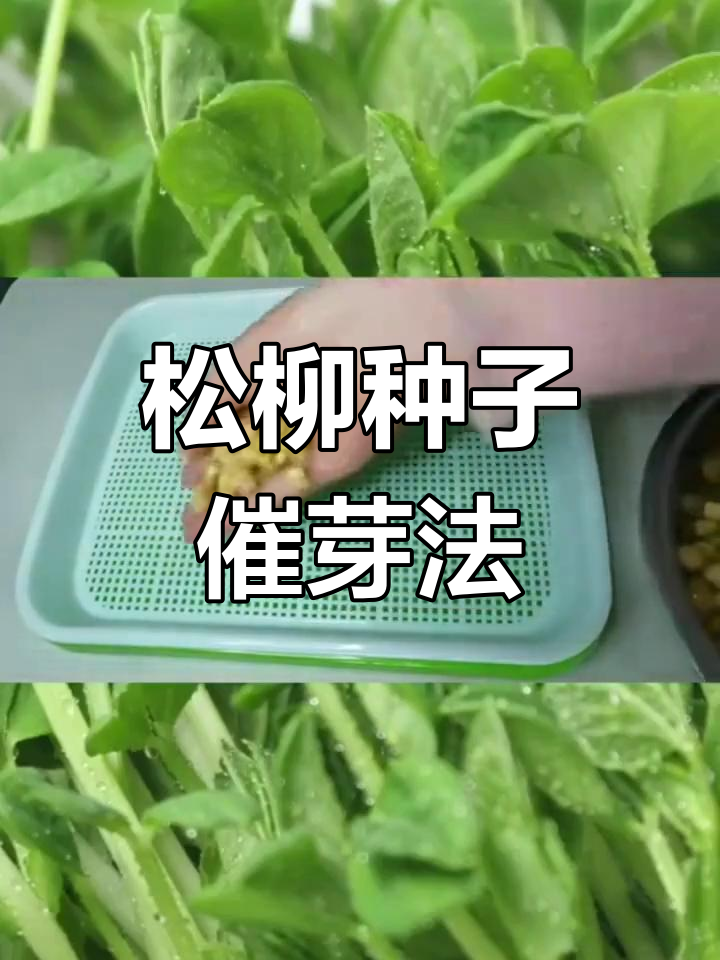 松柳芽苗菜种植全攻略