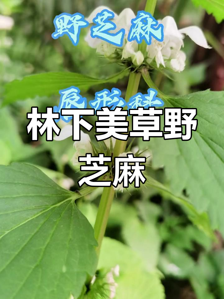 野芝麻:林下花境的草本宝藏,营养丰富又美丽