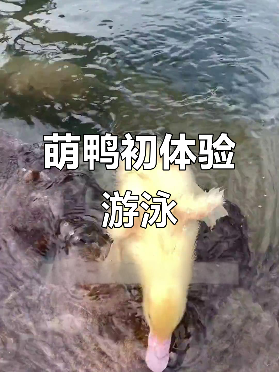 小鸭子首次游泳,调皮上岸惹人爱