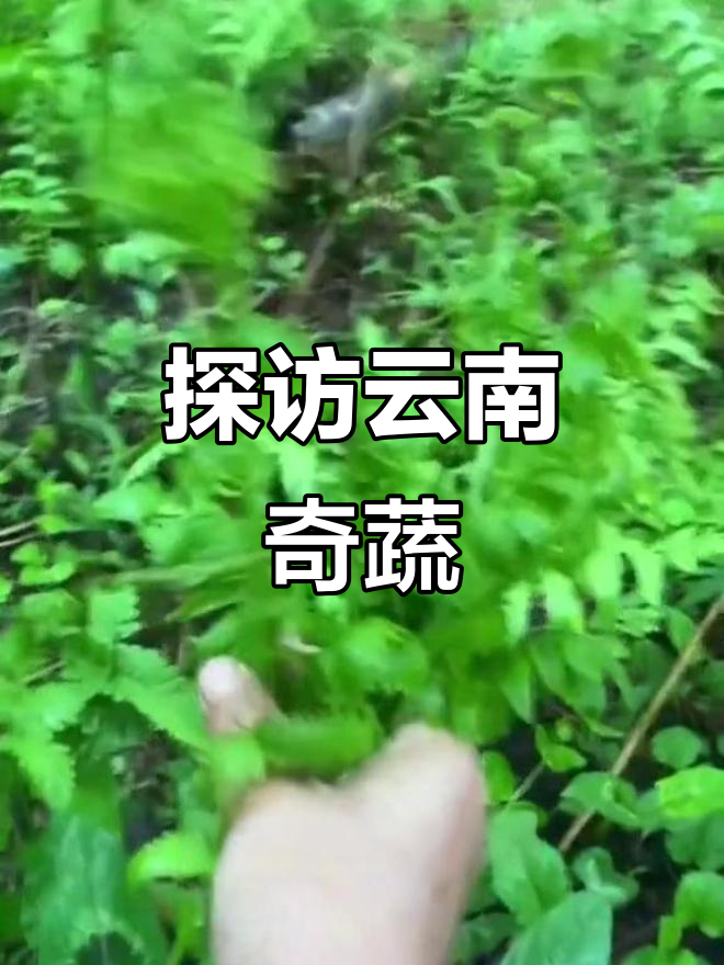 云南特色蔬菜大揭秘，臭菜、茉莉花、芋头花全都来啦！