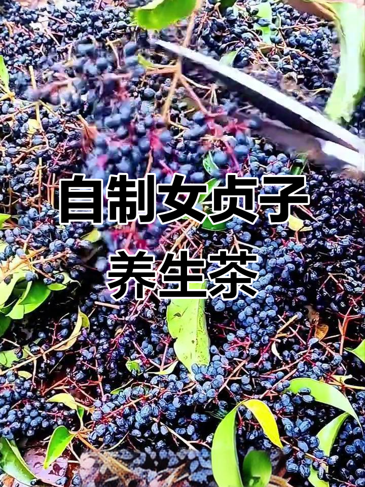 女贞子蒸晒技巧,轻松做出传统养生酒
