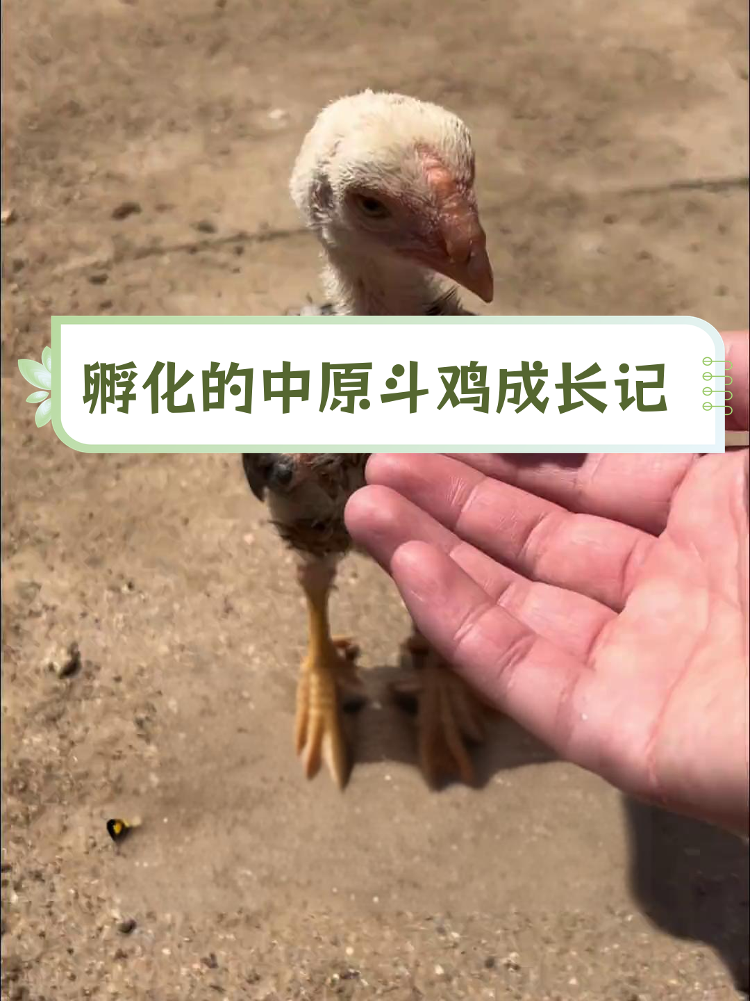 中原斗鸡孵化一个月后,变化惊人!