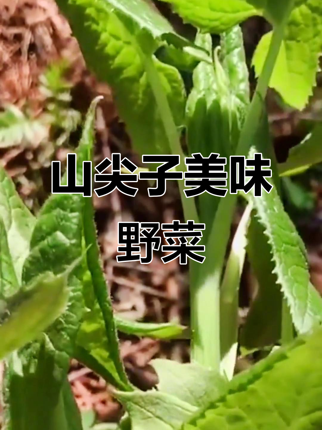 安图县山尖子野菜:味道鲜美,吃法多样