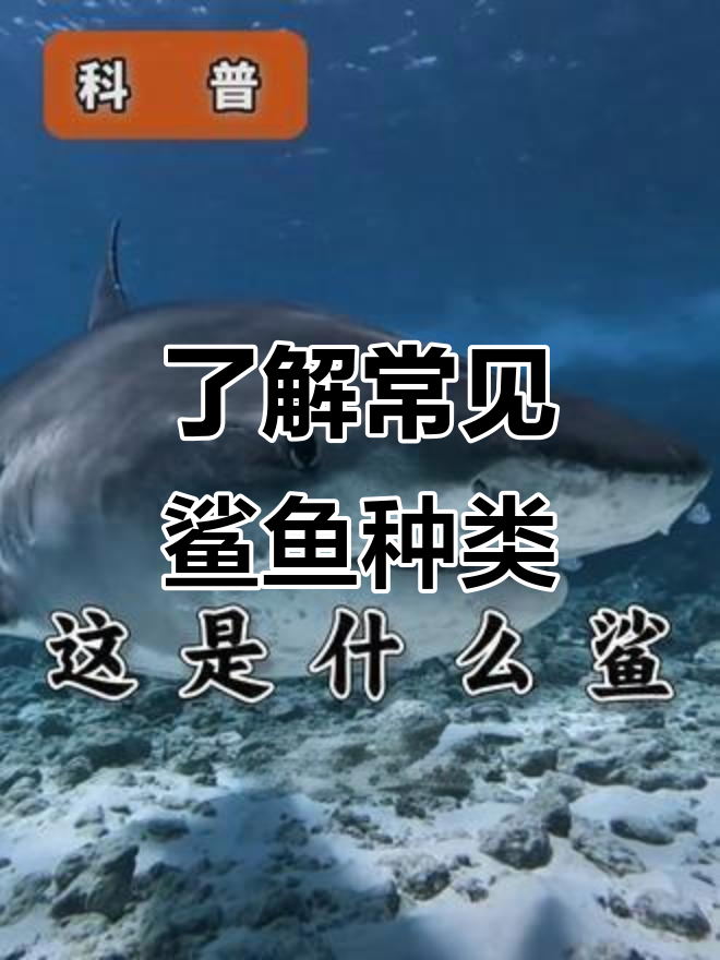 认识各种鲨鱼,从大白到巨鲨一网打尽