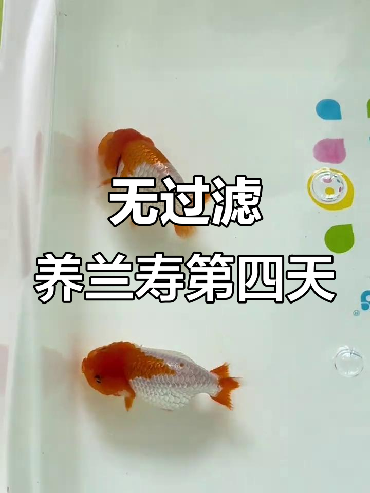 兰寿金鱼挑战：没有过滤系统，它们能健康长大吗？