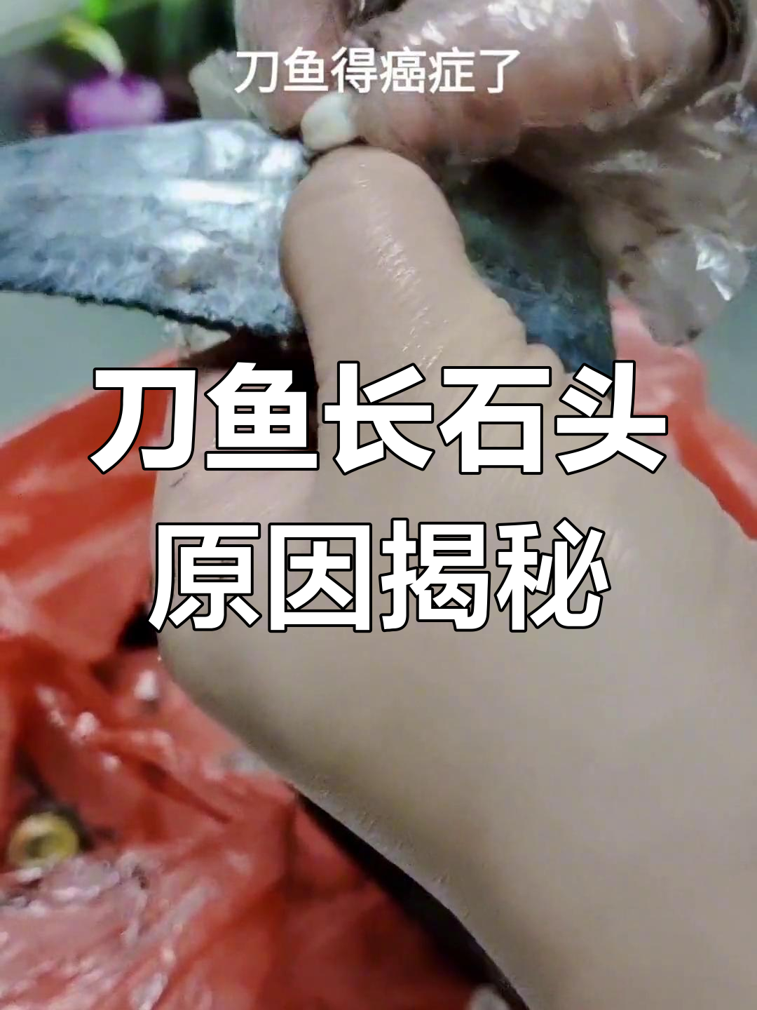 刀鱼体内惊现结石,竟是牙齿?