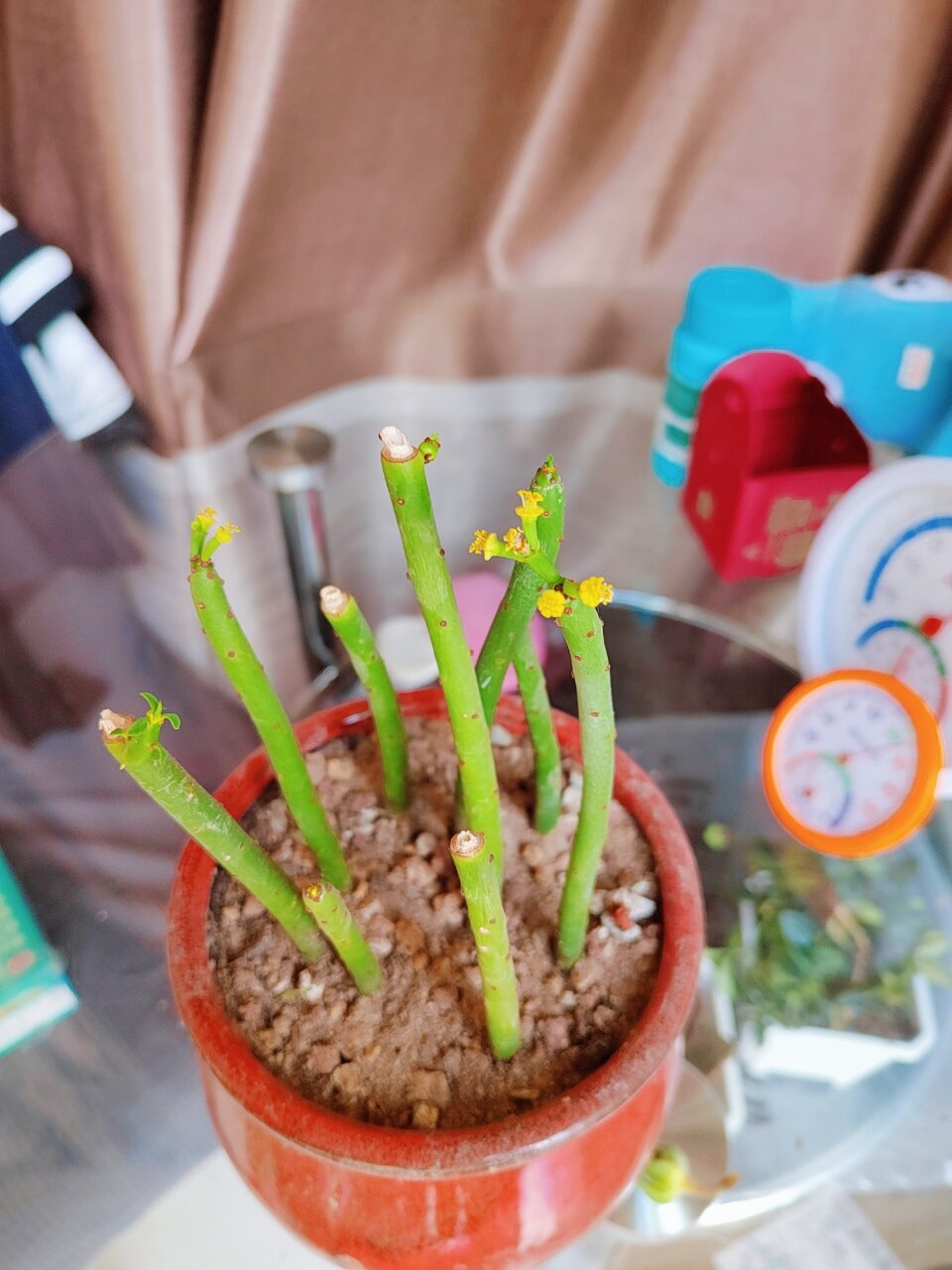 光棍树开花