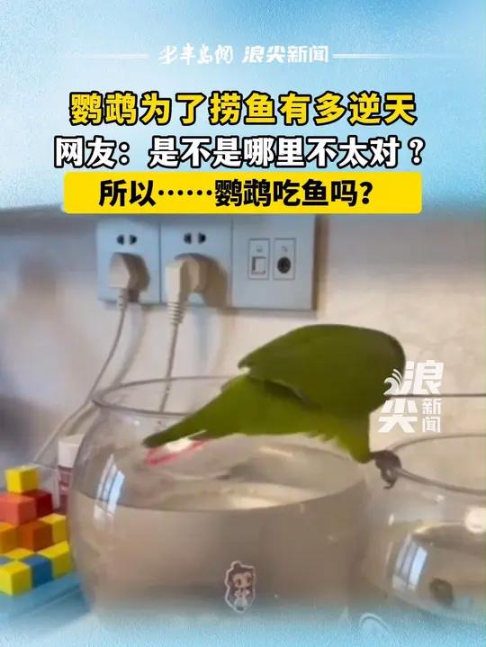 鹦鹉为了捞鱼有多逆天!网友:是不是哪里不太对 鹦鹉为了捞鱼有多逆天!网友:是不是哪里不太对