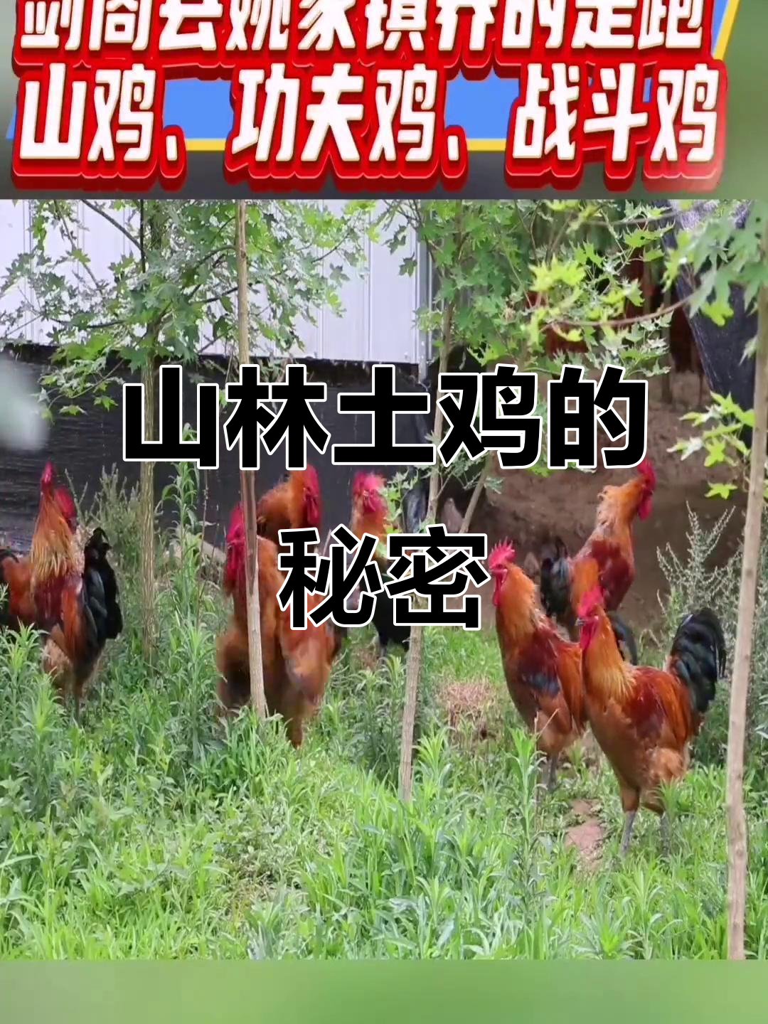 剑阁土鸡,山林放养,味道独特,与众不同