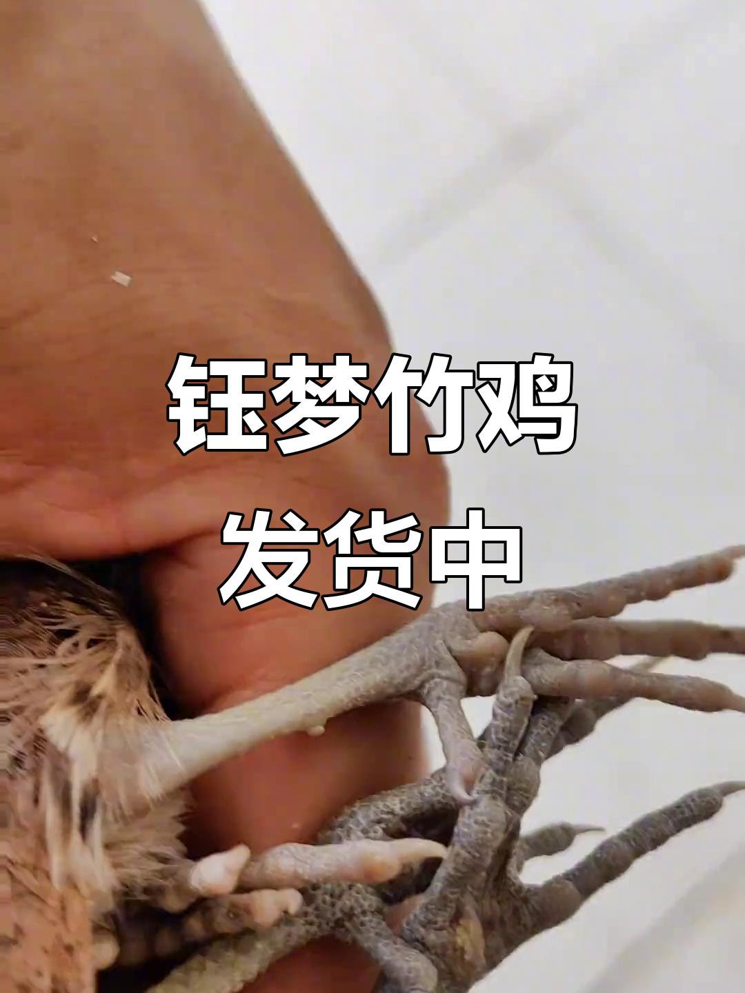 小竹鸡养殖场发货,人工繁殖的可爱萌宠等你带回家