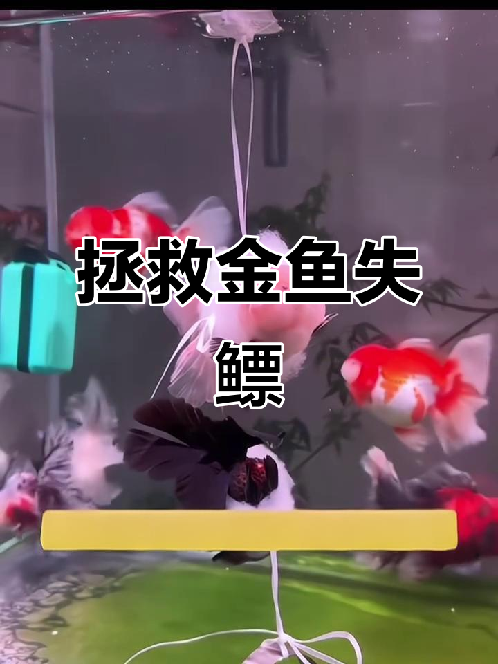金鱼失鳔症的真相与应对方法,新手必看!