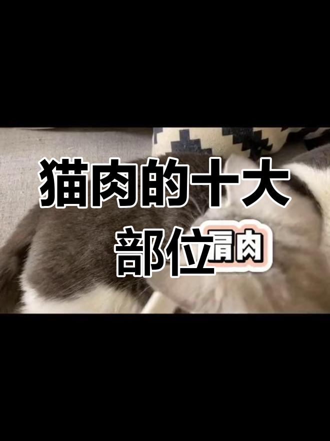 猫肉十种做法,吃法全解析