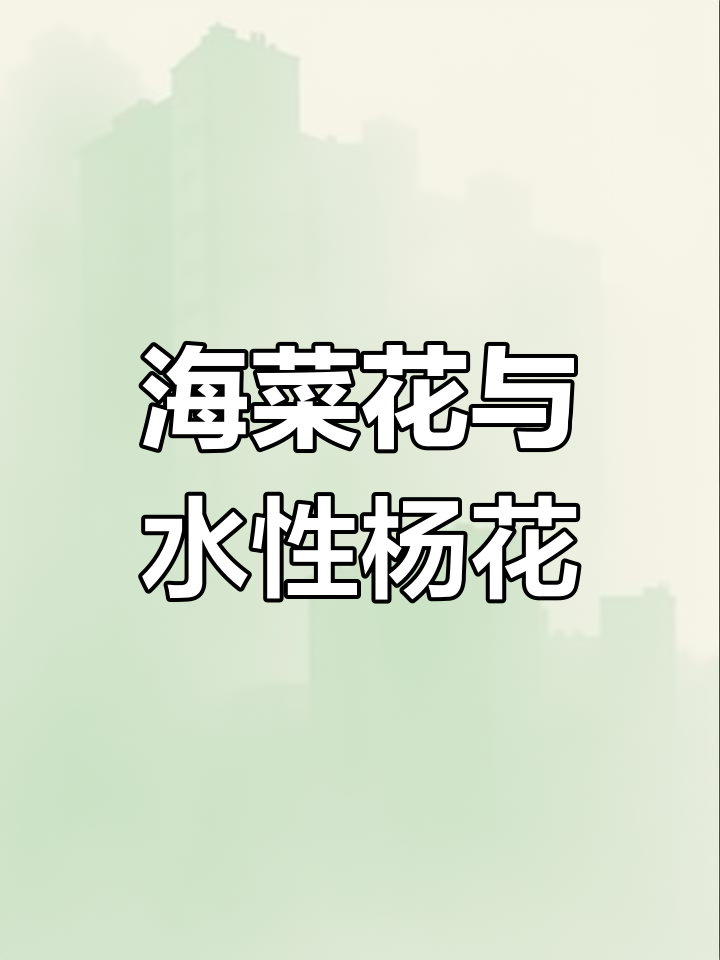 云南泸沽湖的海菜花,误以为是水性杨花的美丽花朵