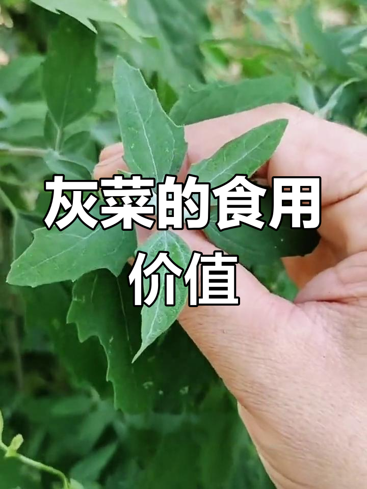 灰菜:多功能的保健与药用植物