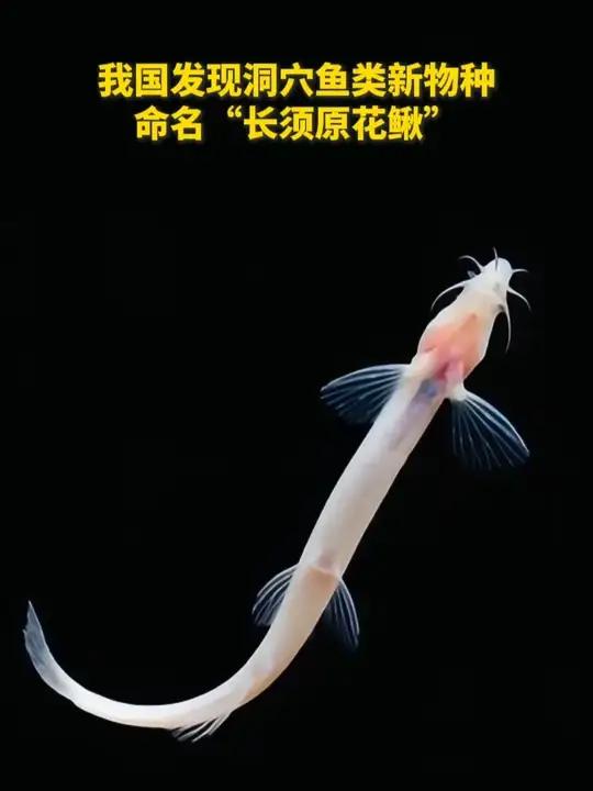 “濒危”!我国发现鱼类新物种,命名为“长须原花鳅”～