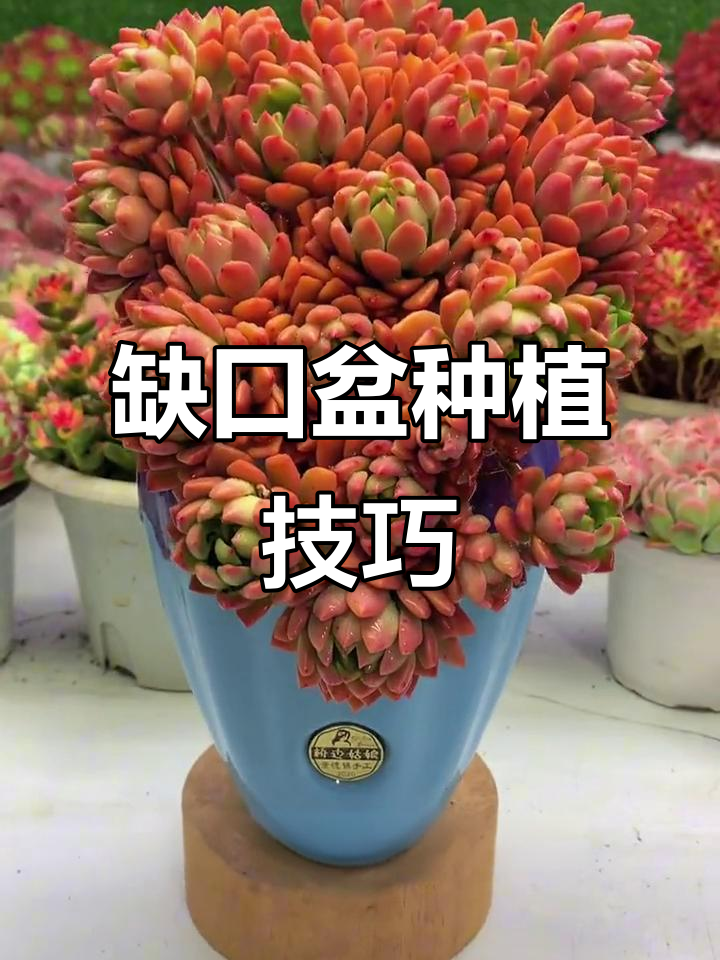 教你如何用缺口盆种多肉,简单又好看!