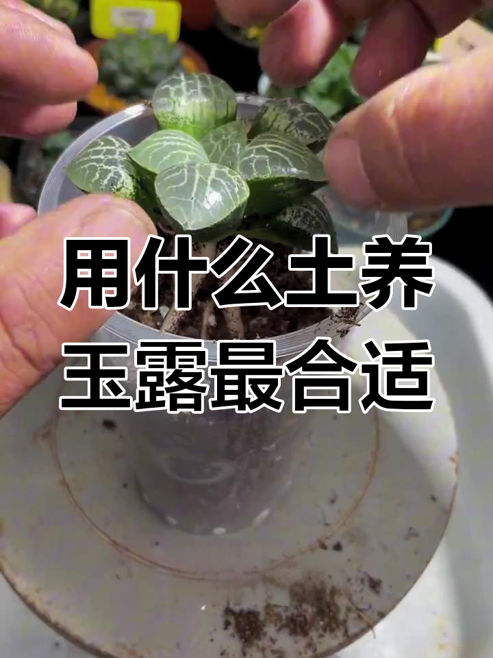 玉露养殖技巧:用颗粒土能养得更好?
