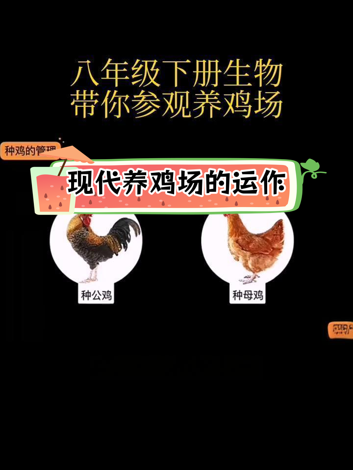 养鸡场如何管理种公母鸡