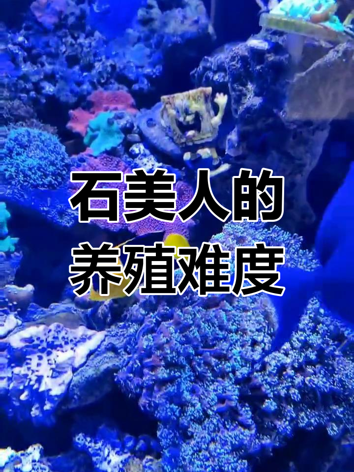 石美人海水鱼难养?这些挑战你得知道