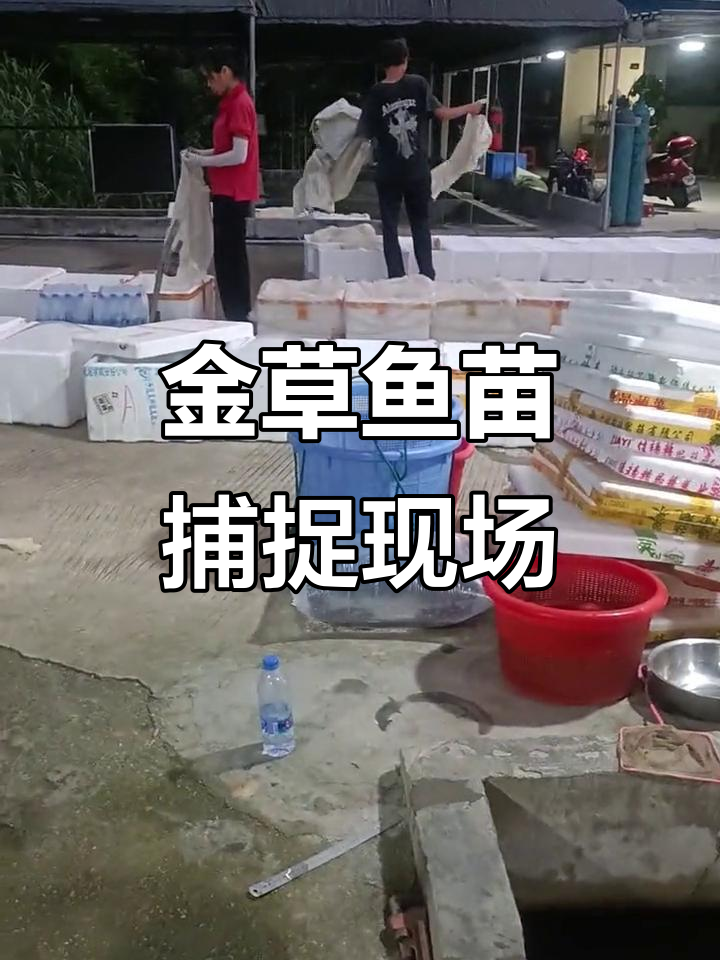 渔民捕捞金草鱼苗,6-8公分小生命实拍