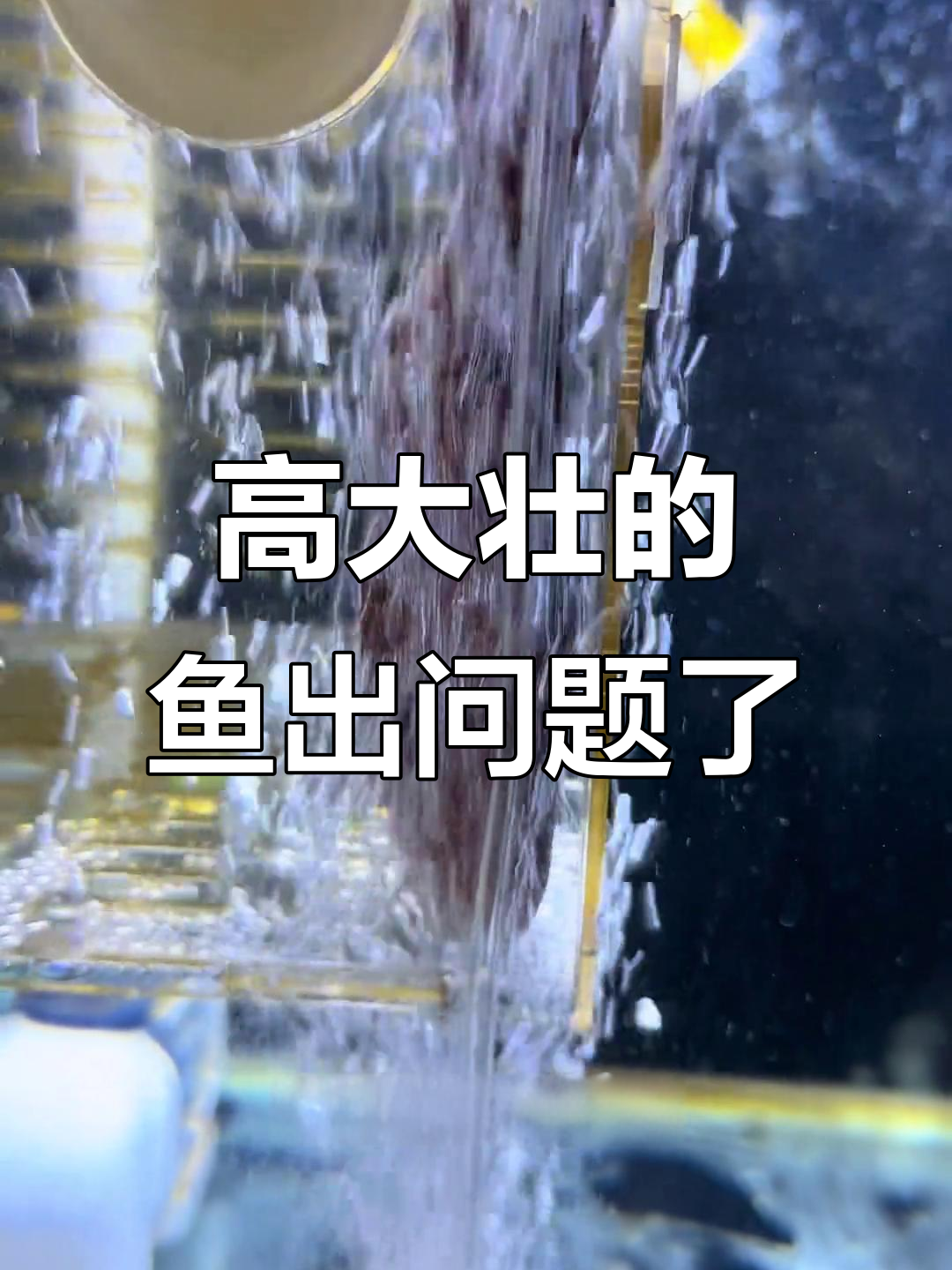 馒头绞鲸突然死亡,背后原因竟是这种外伤?