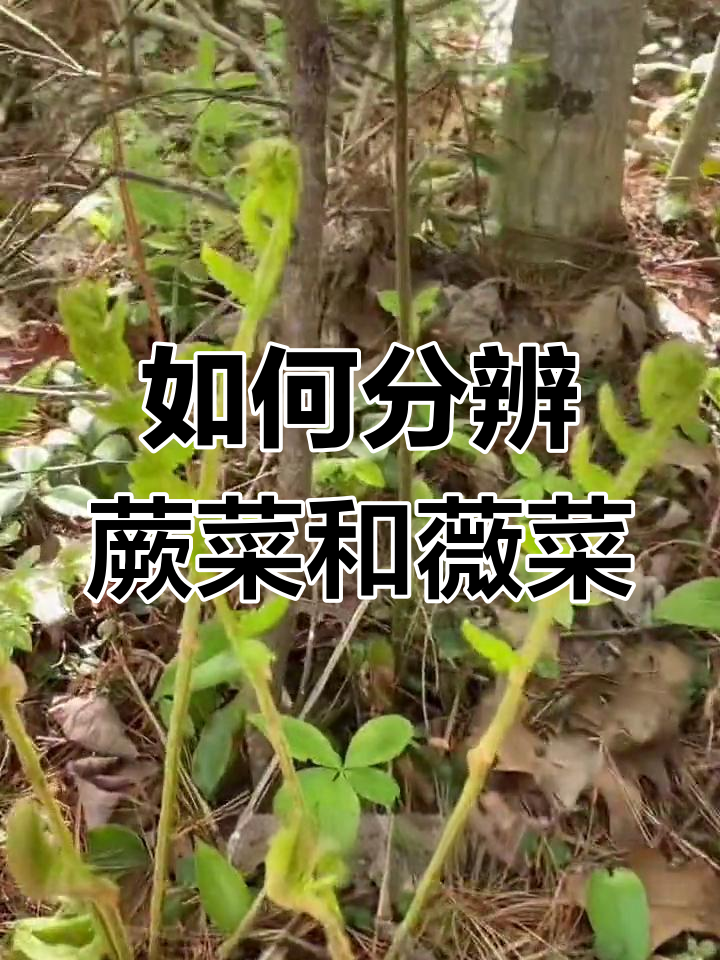 蕨菜与薇菜的区分,教你如何辨别