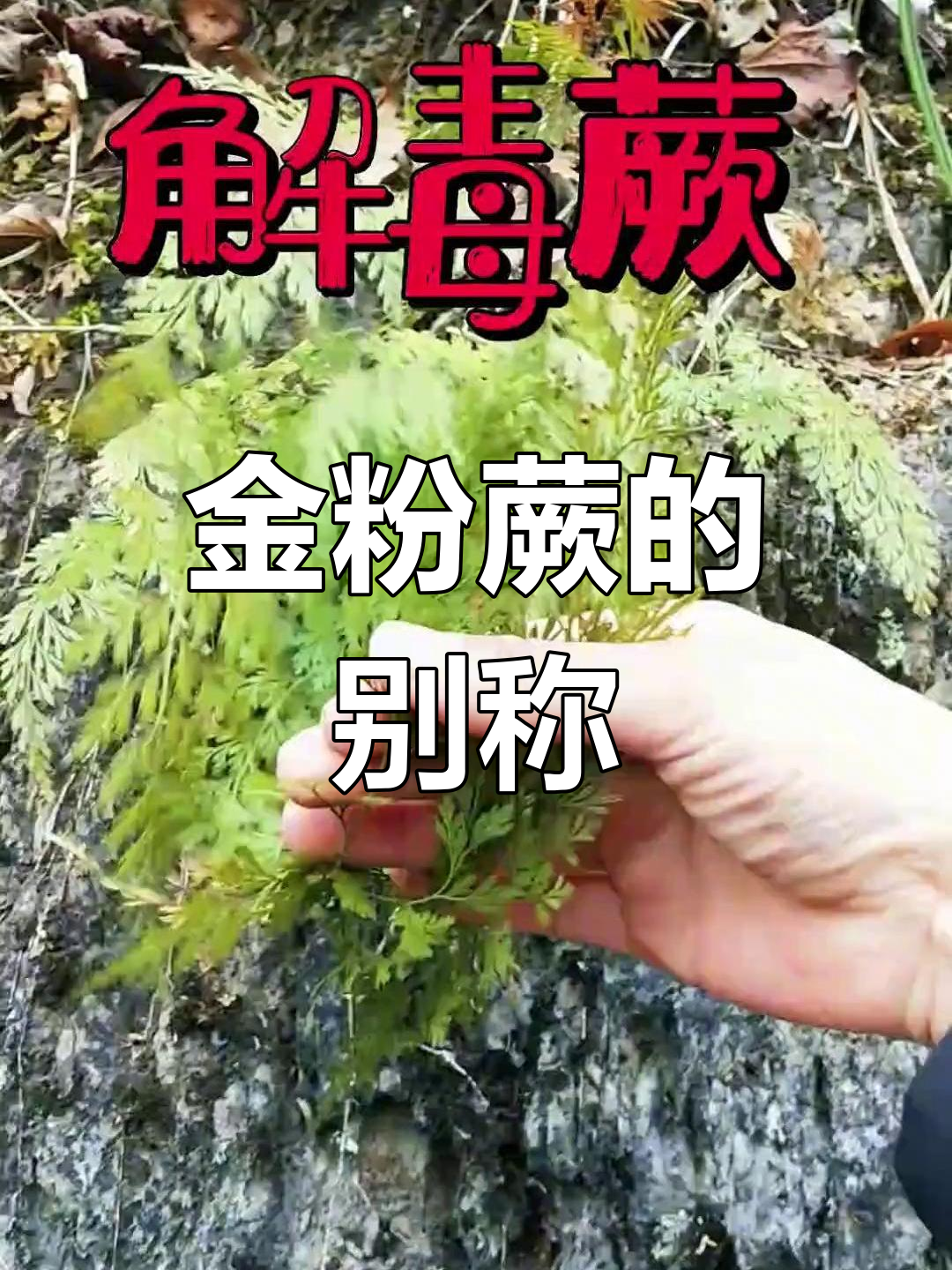金粉蕨,常绿植物,别名野鸡尾或乌蕨