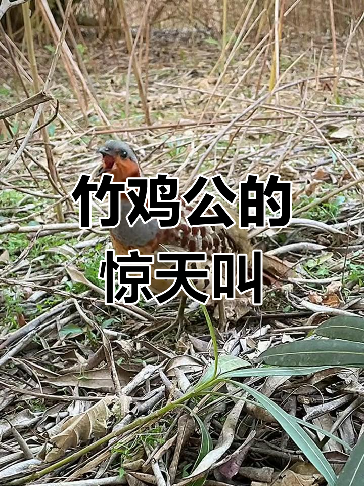 竹鸡公大鸣,扁罐罐叫声震撼山林
