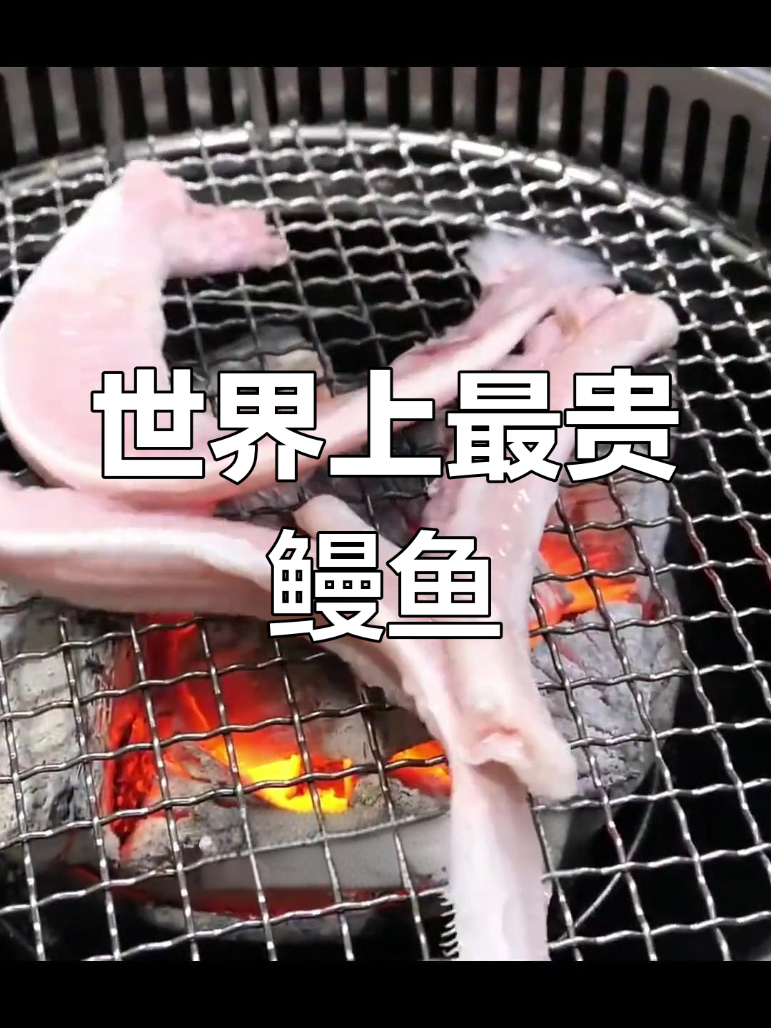 最昂贵的鳗鱼品种揭秘:盲鳗