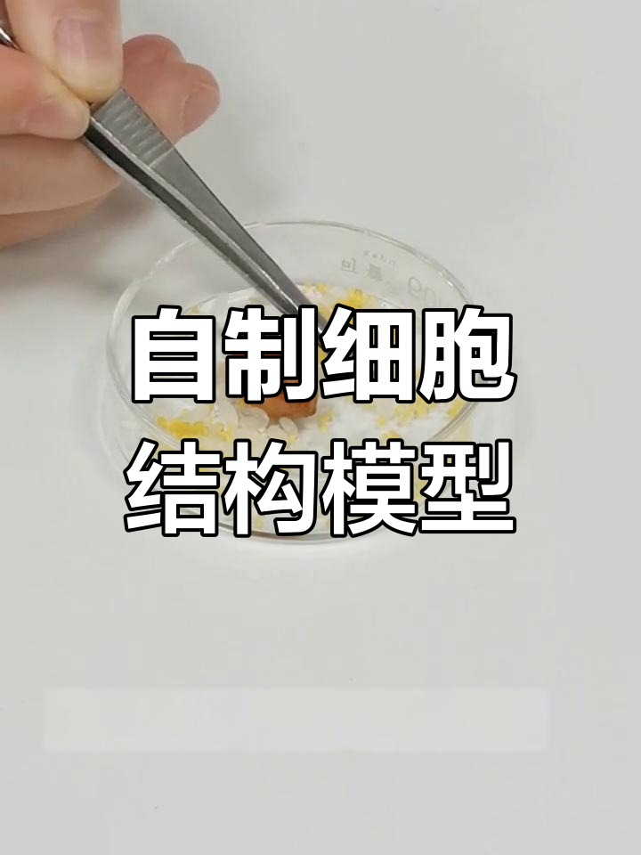 制作动物细胞模型实验