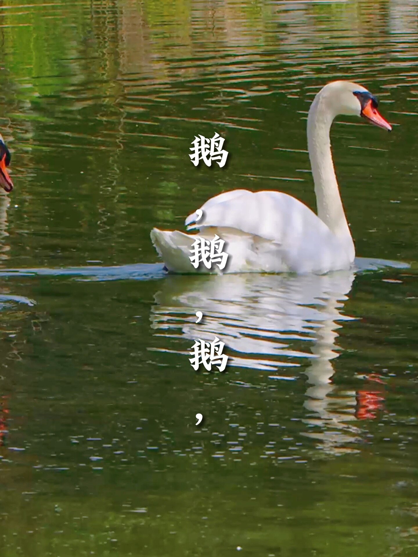 一年级上册必背古诗NO.1|《鹅鹅鹅》