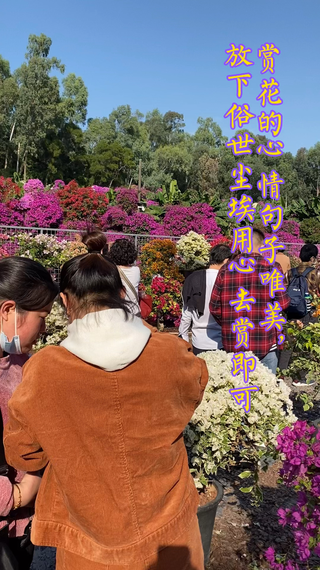 赏花的心情句子唯美,放下俗世尘埃用心去赏