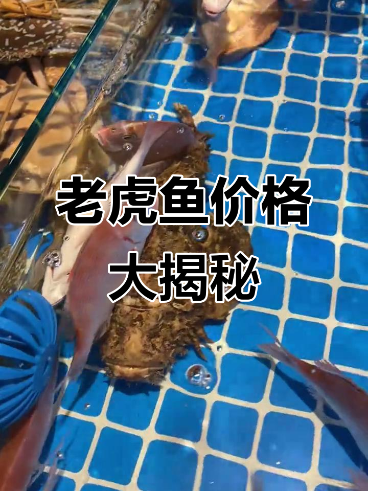 北海市场老虎鱼卖150元一斤,你家乡的价格是多少?