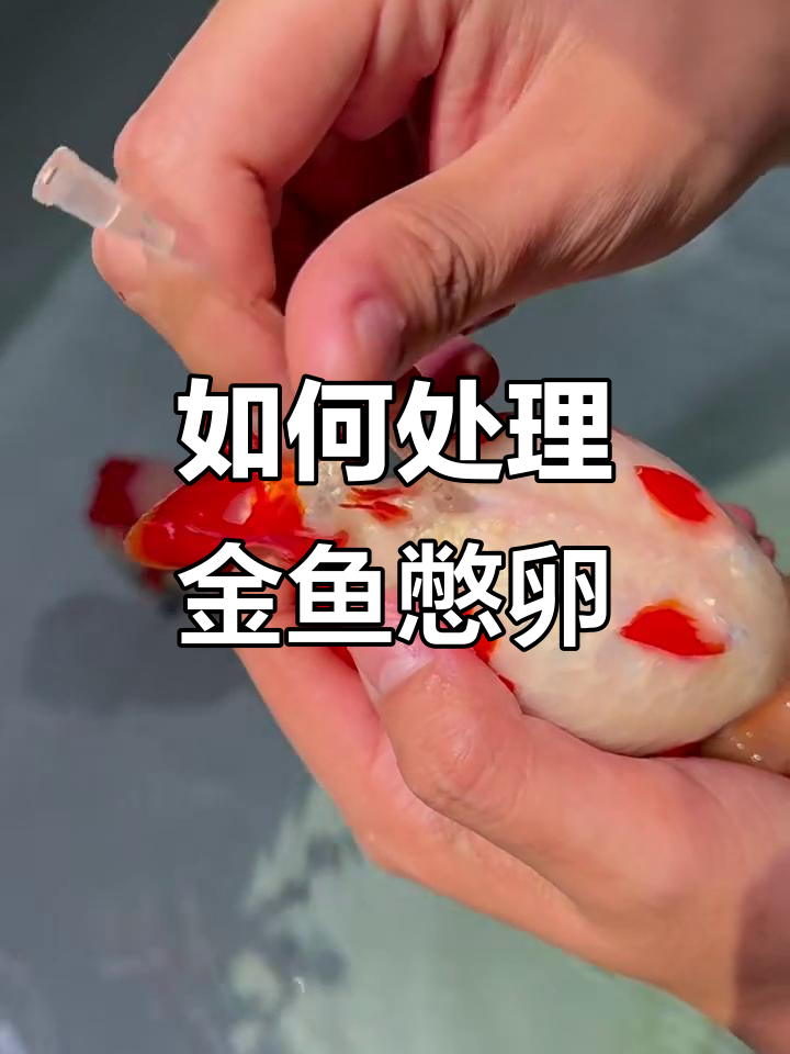 金鱼产卵高峰期,如何判断母鱼是否憋卵?