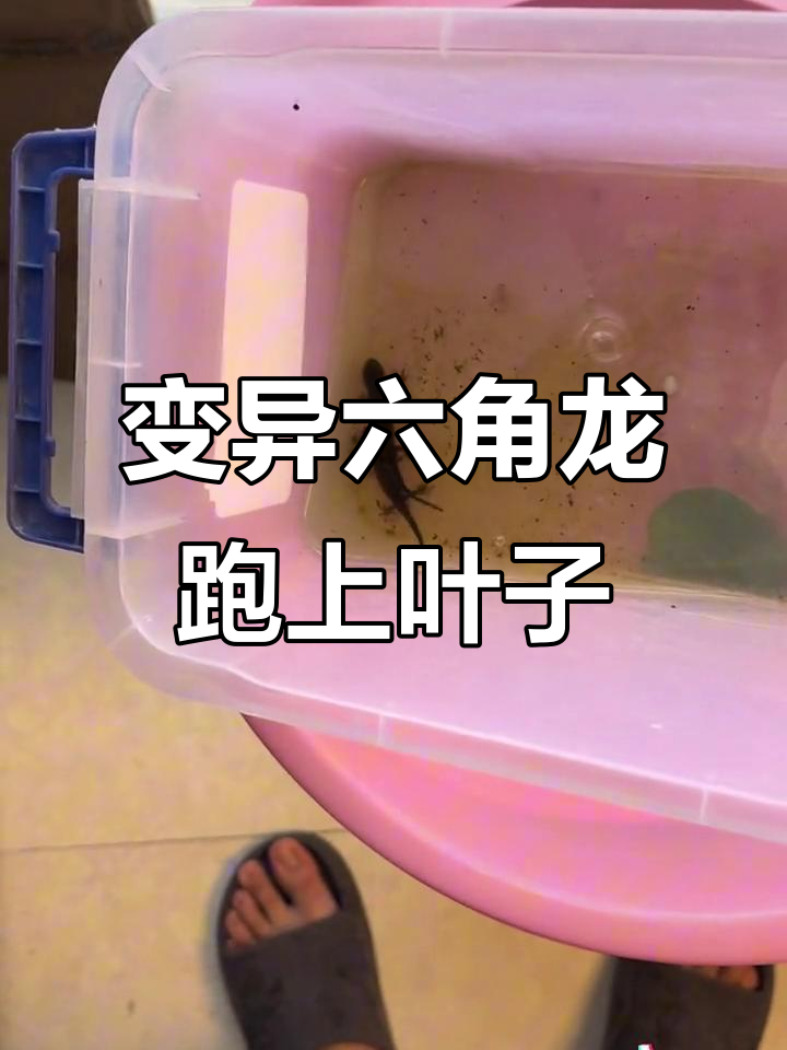 六角恐龙鱼竟然跳到叶子上，太神奇了！