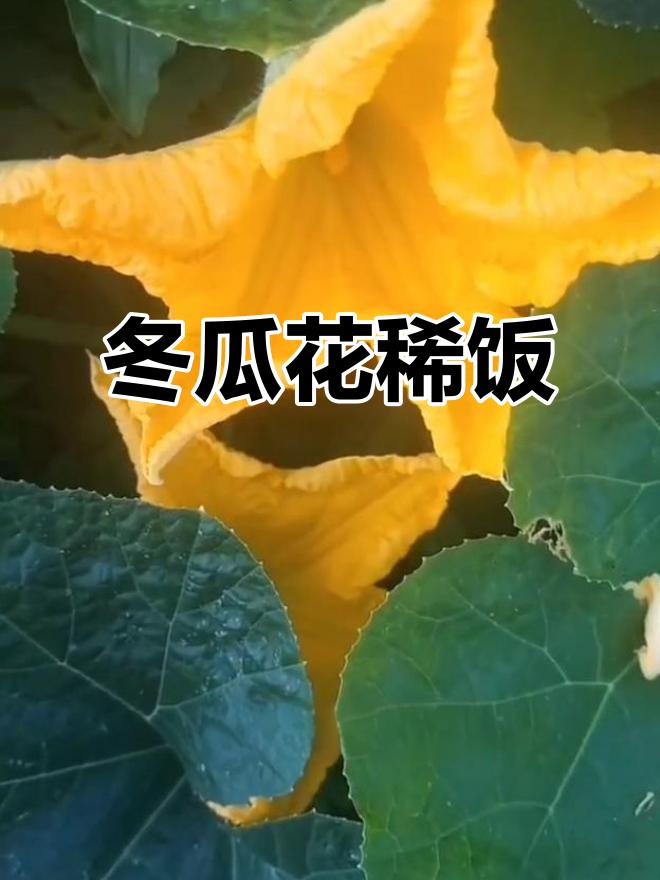 冬瓜花与大米煮粥,健脾化湿效果佳