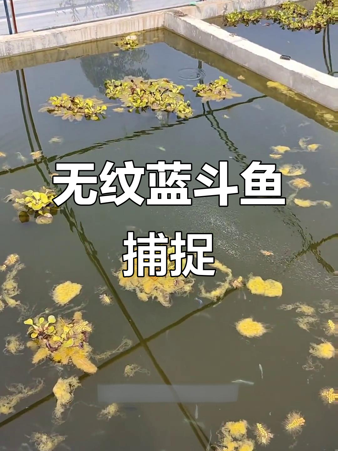 抓鱼大作战:无纹蓝斗鱼的捕捞之旅