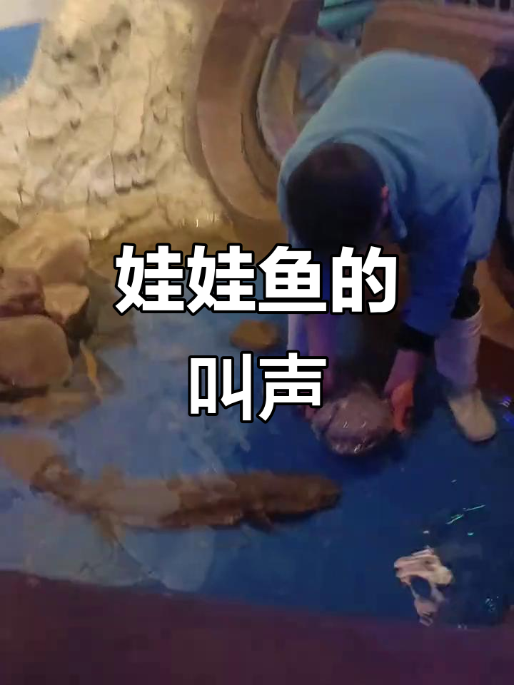 娃娃鱼也能发出叫声,太有趣了!
