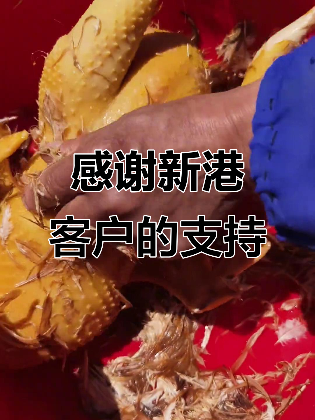 新港老客户支持,九斤黄三黄鸡的美味体验