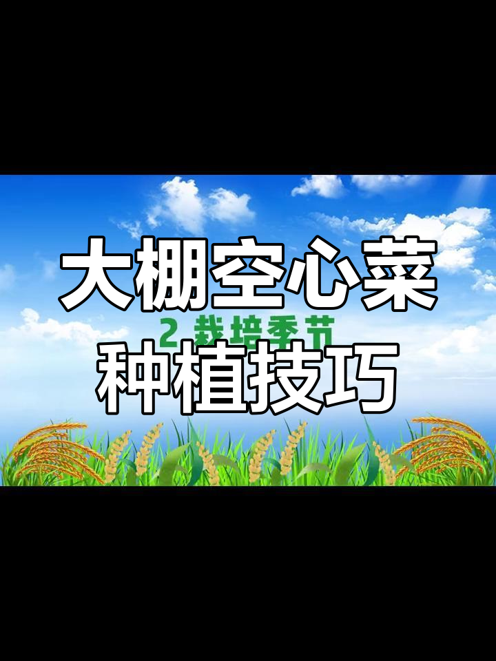 反季节大棚空心菜种植全攻略