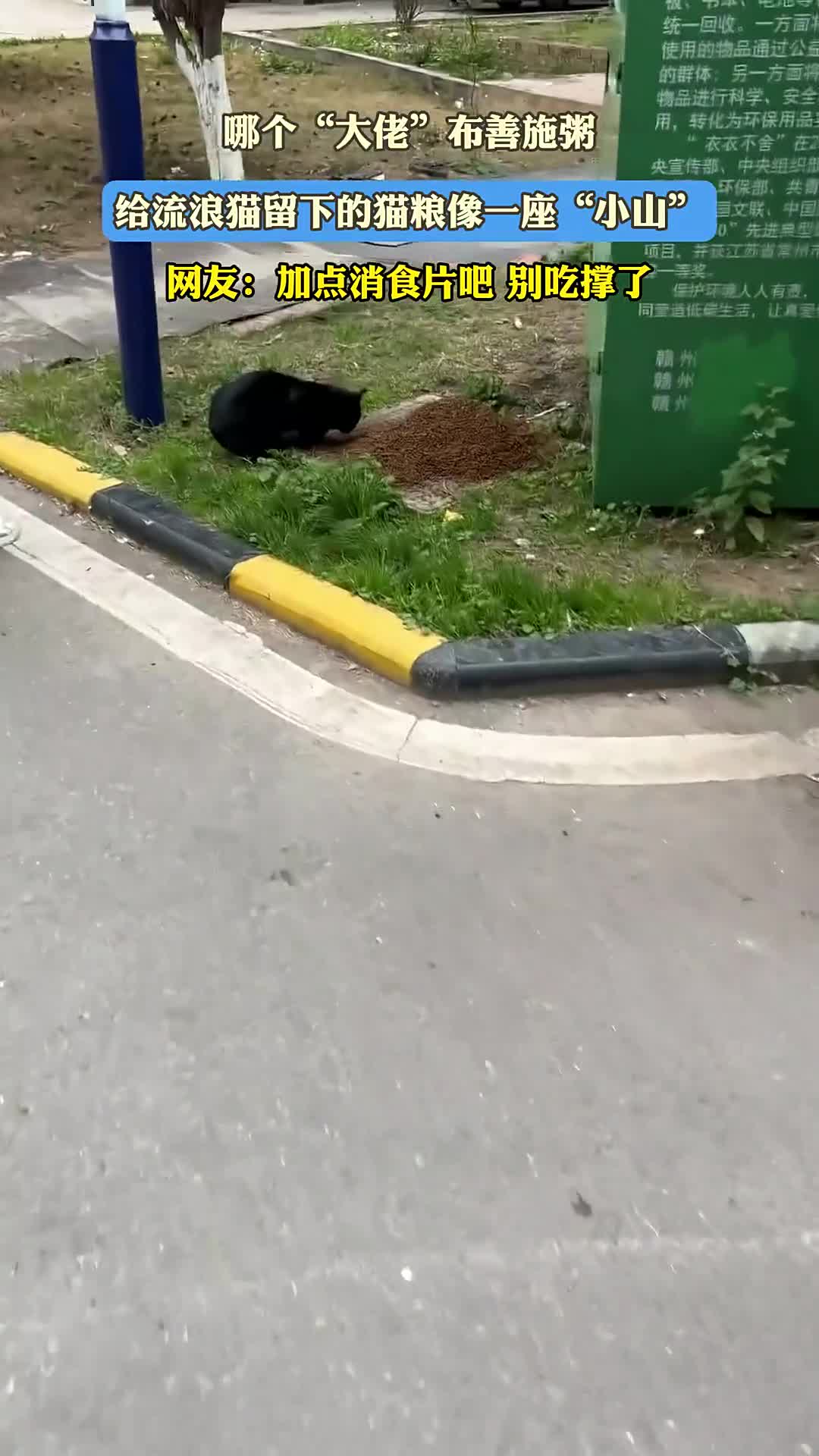 哪个“大佬”布善施粥，给流浪猫留的猫粮堆成“小山”