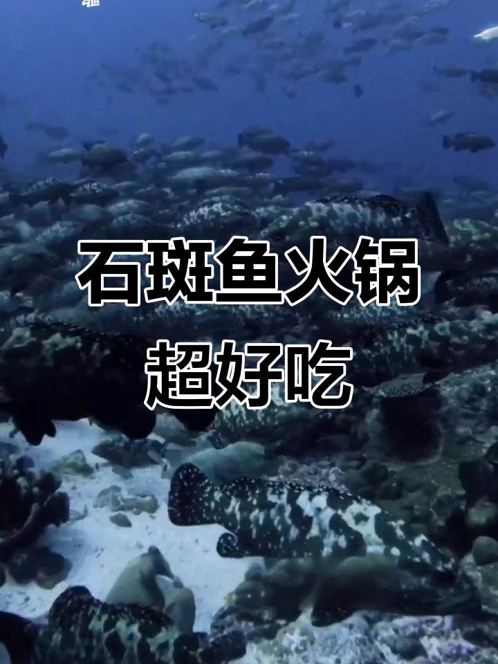 石斑鱼火锅,鲜美无比!海底美味大揭秘