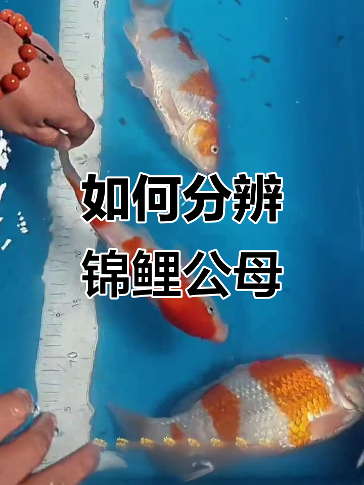 锦鲤公母辨别技巧,从小鱼开始观察